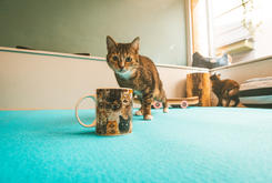 Koffietas crazy cat lady Koffietas crazy cat lady