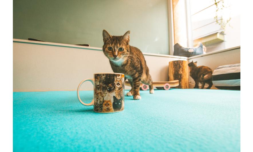 Koffietas crazy cat lady