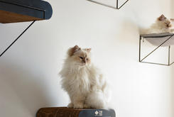 Kleine Wandplank David Kleine Wandplank David