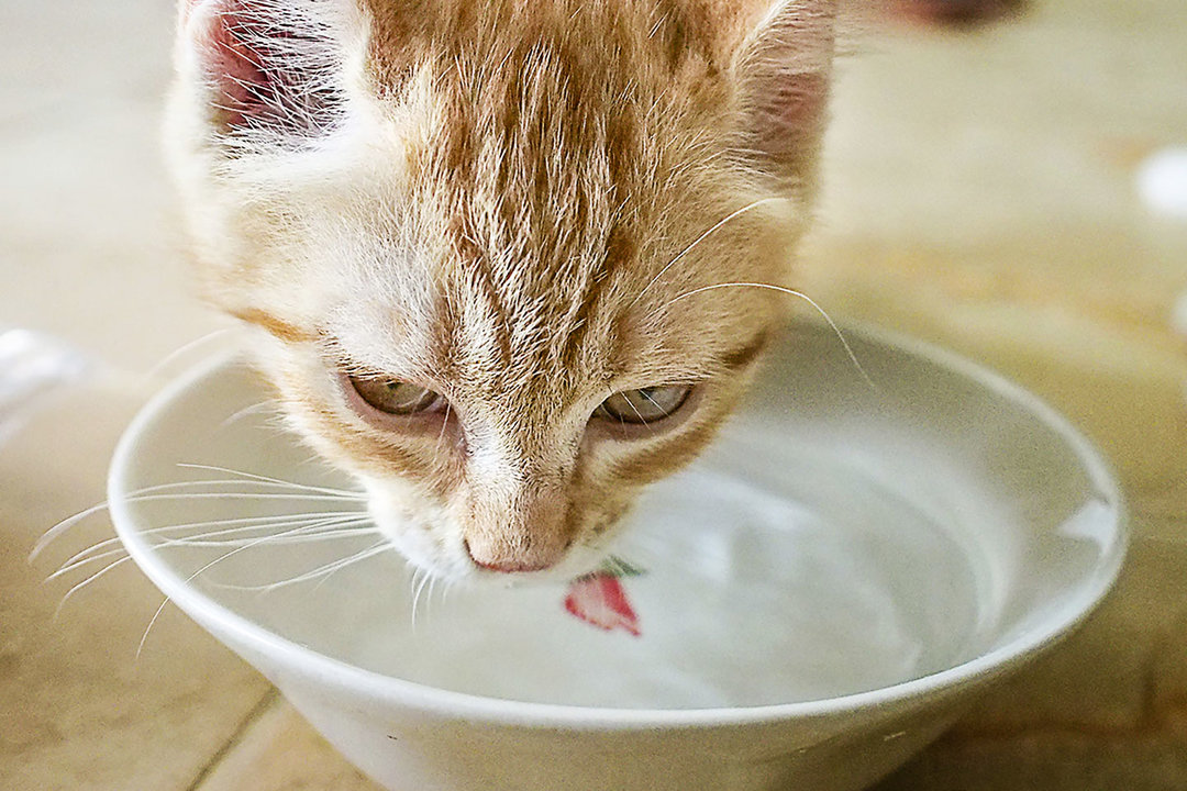 drinken_5 drinken_5
