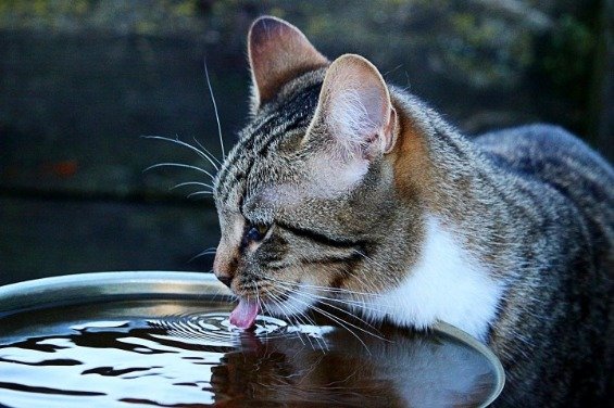 drinken_1 drinken_1